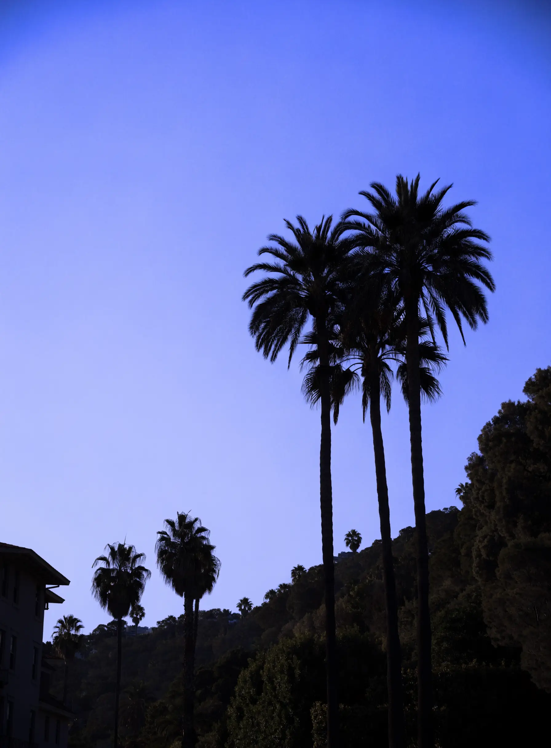 Palm trees silhouetted against a twilight sky in Beverly Hills, California